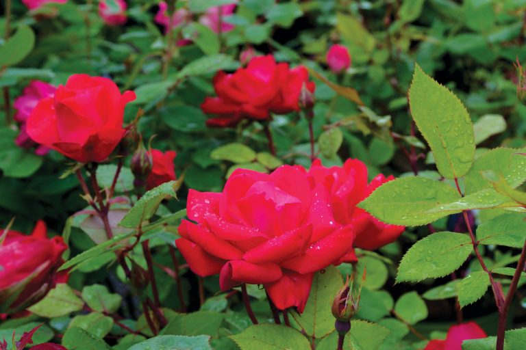 Knock Out® The Knock Out® Family of Roses