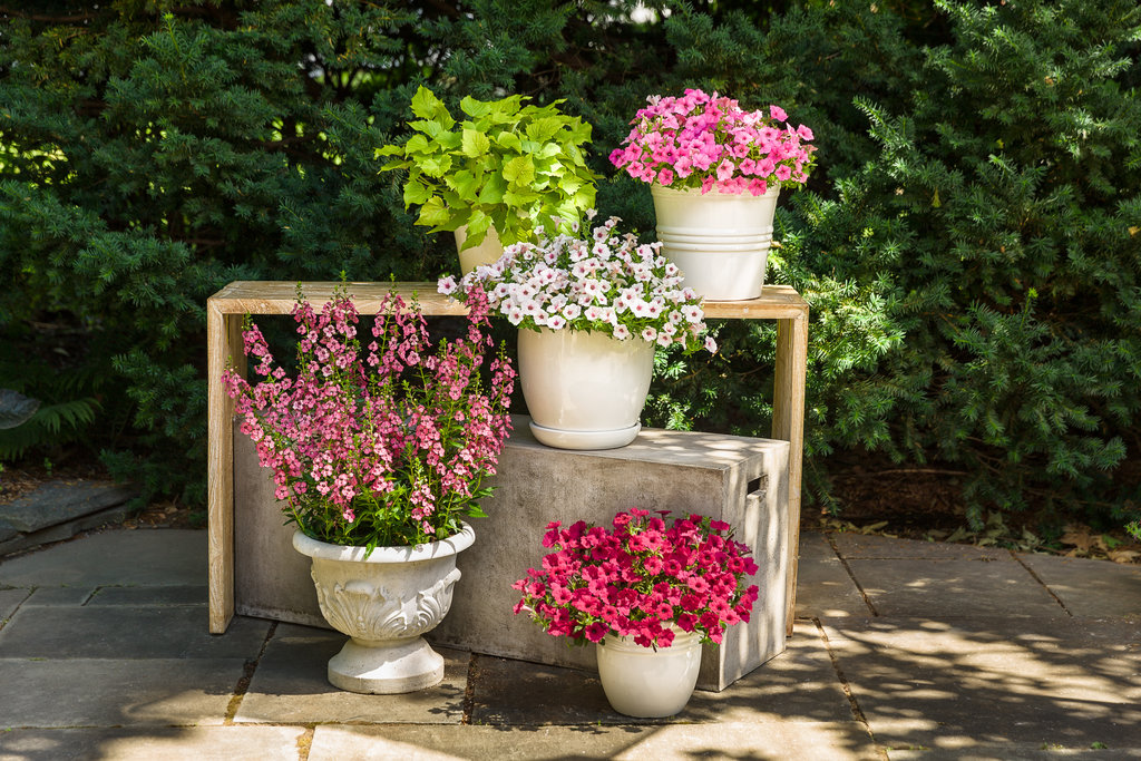 The Best Annuals for Sun