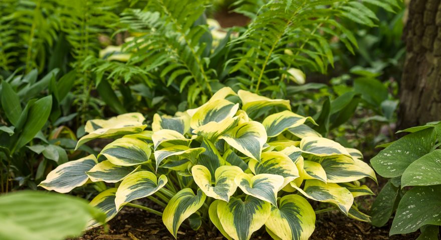 Care Tips for Hostas