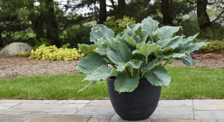 That's Alotta Hosta!