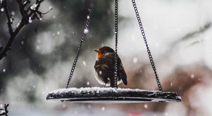 Winterizing Your Garden