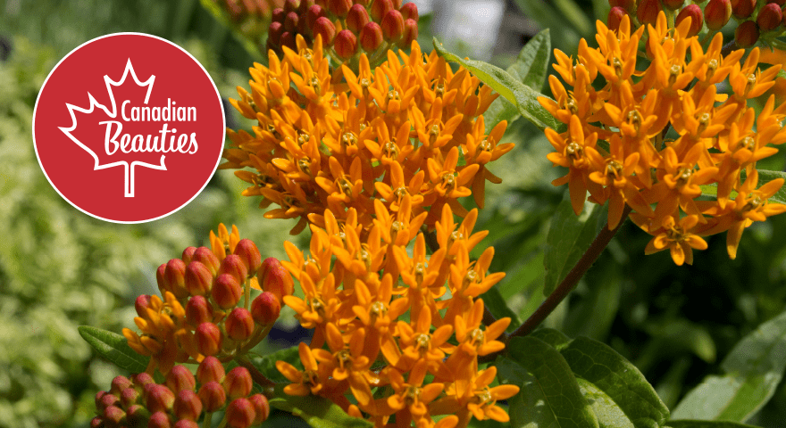 Discover Canadian Beauties