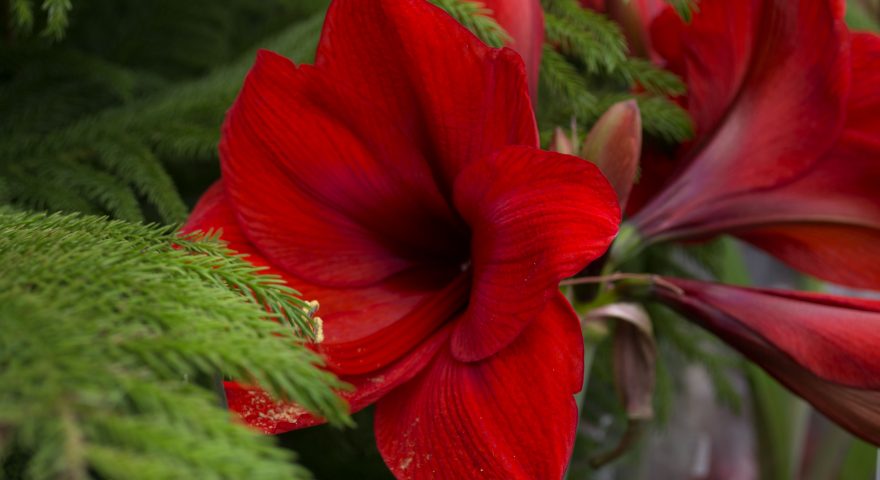 Amazing Amaryllis