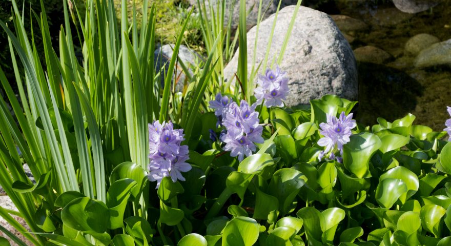 Algae The Water Garden