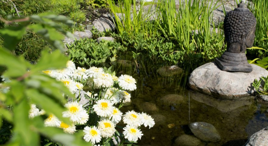 How to Set up Your Pond