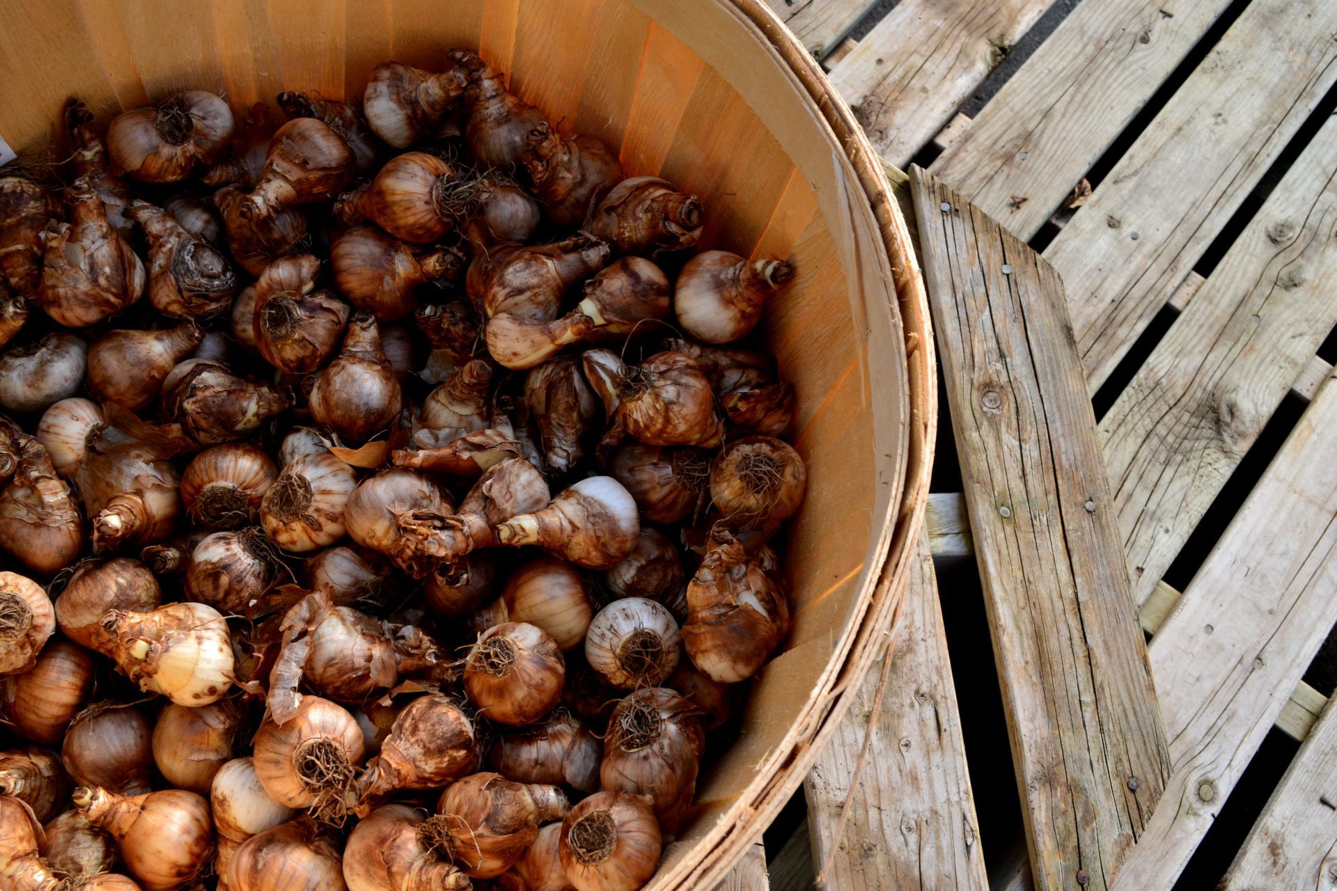 Bucket of bulbs for Fall