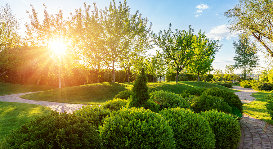 Boxwood Sunrise