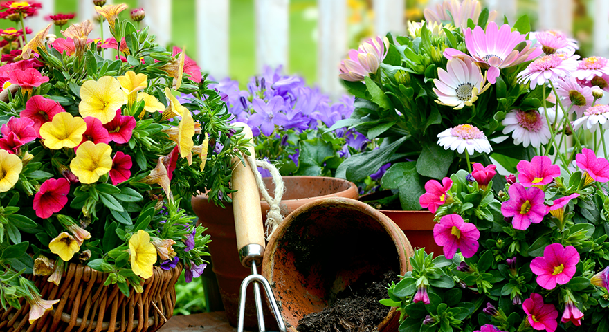 Annuals