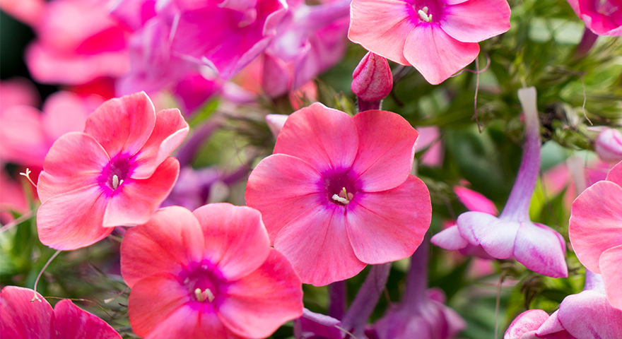 Coral Flame Phlox