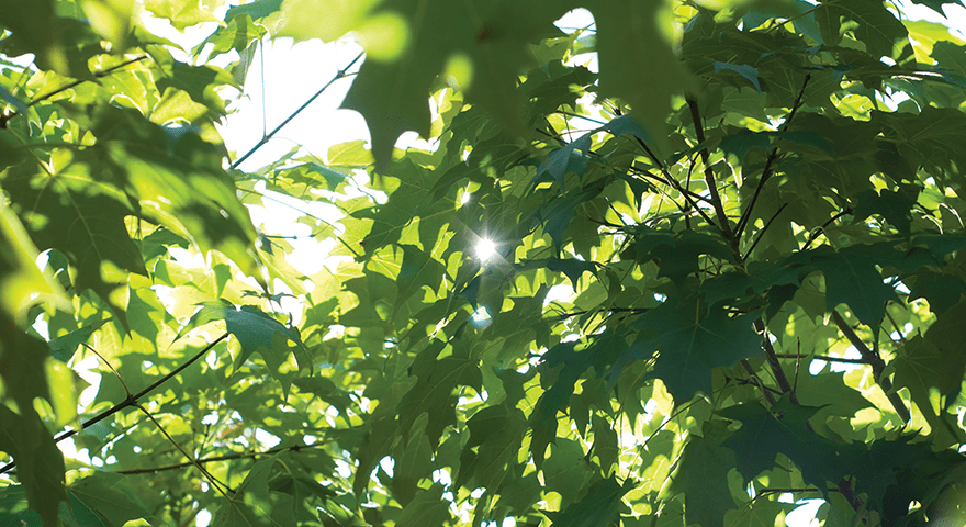 Maple Trees
