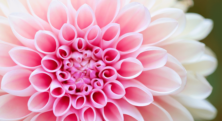 Dahlia