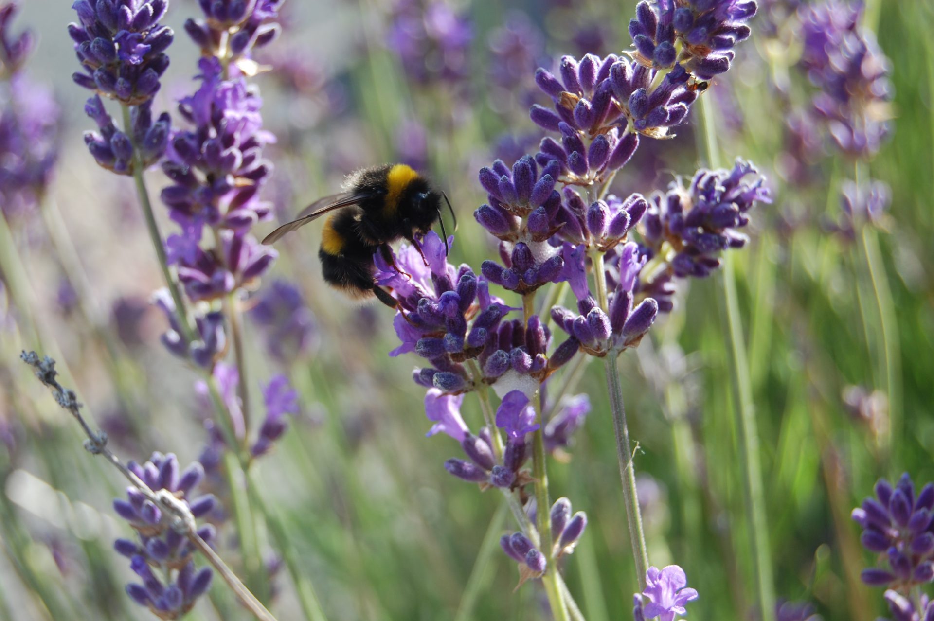 Bee on Lavendar