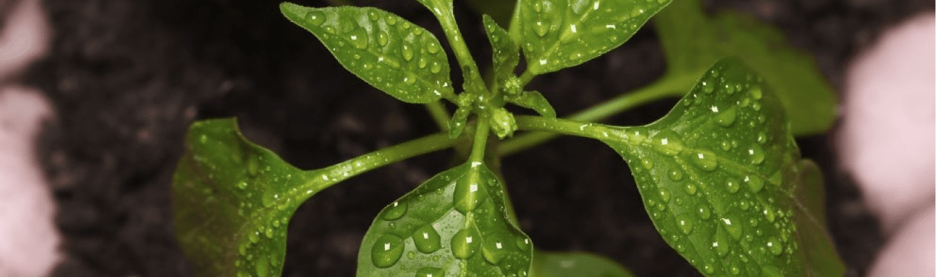 Contactus-header-banner