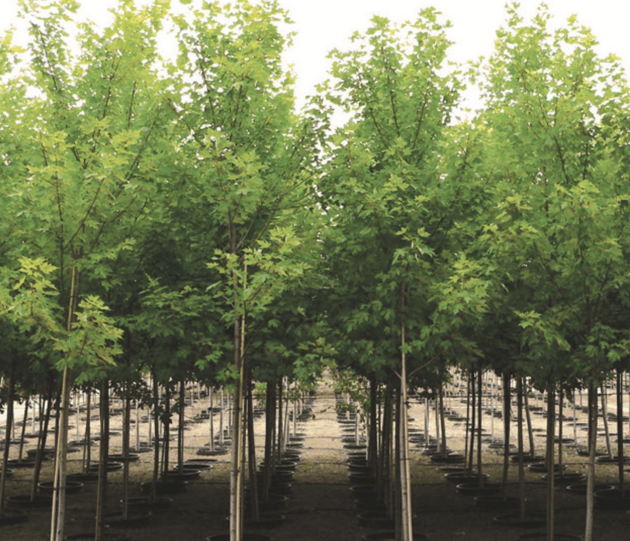 Container Shade Trees