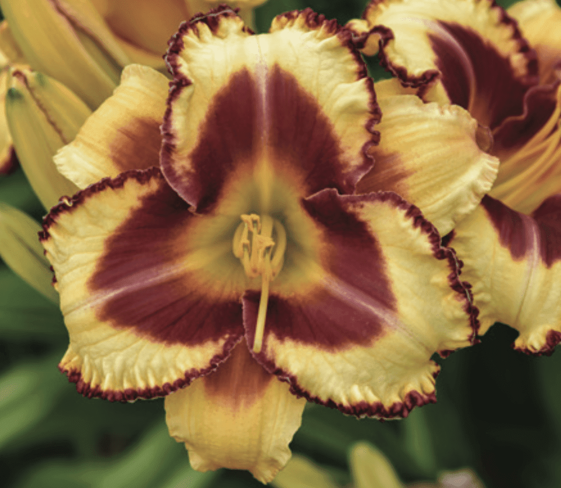 Perennials