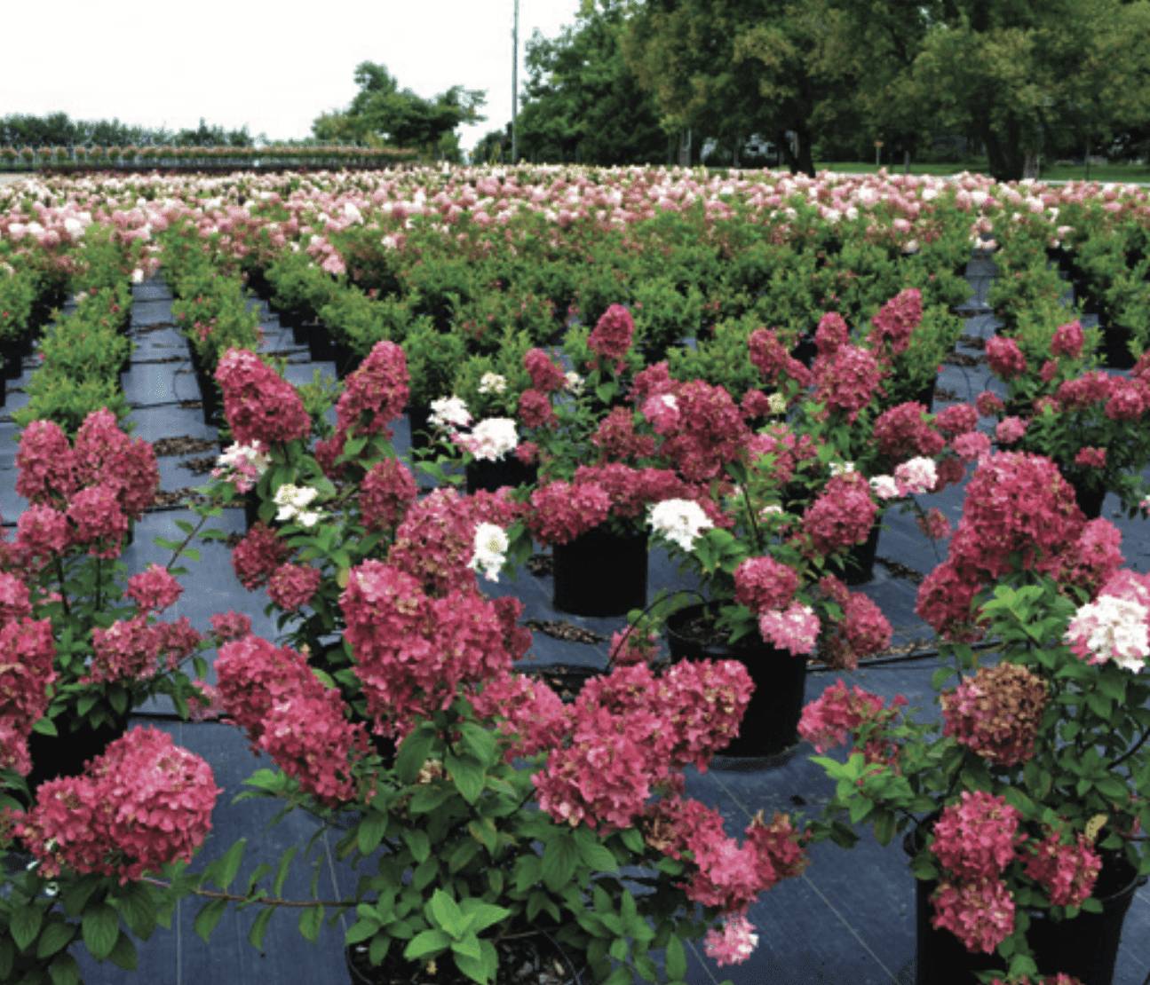 Shrubs Hydrangeas