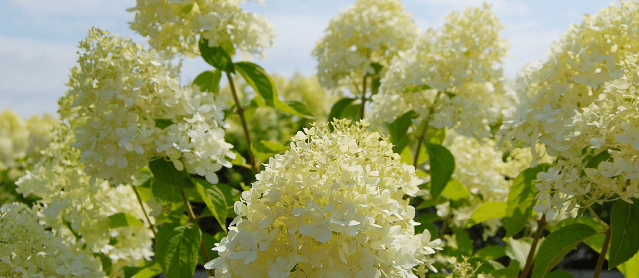 landscape supply centres