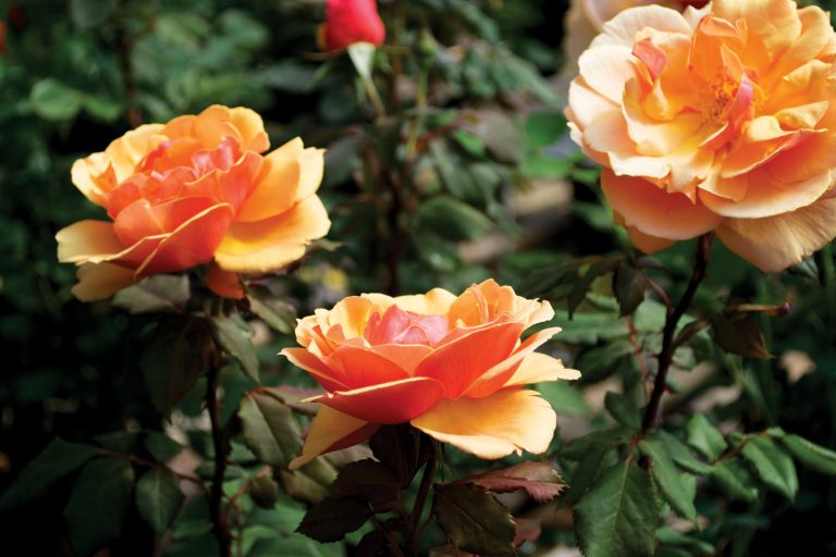 About Face™ Grandiflora Rose