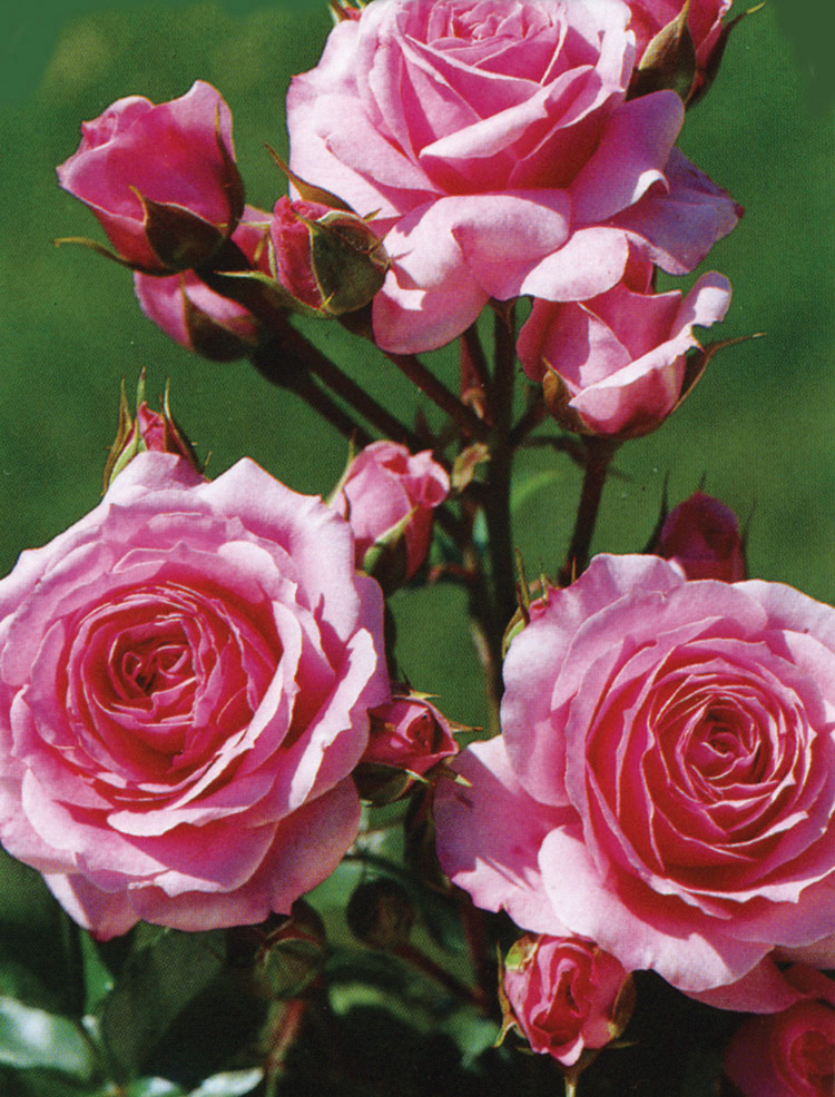 Melody Parfumée™ Grandiflora Rose