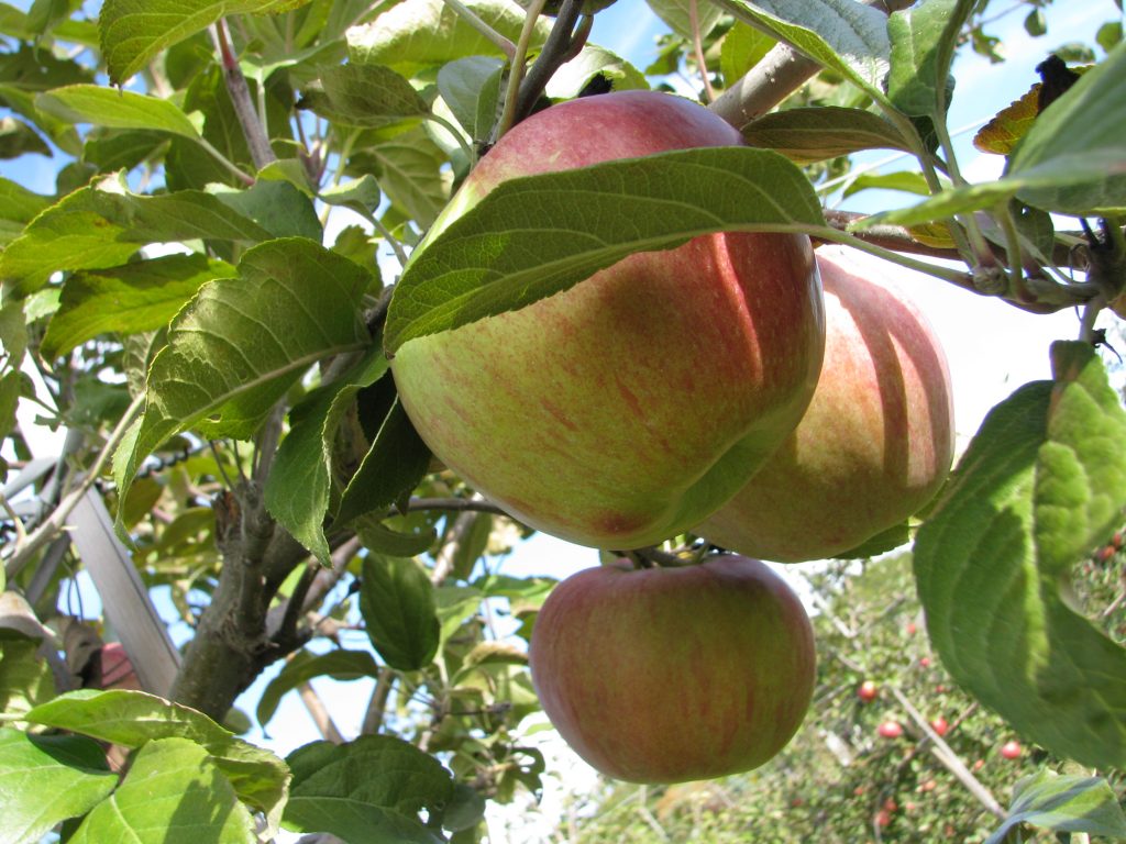 Backyard Fruit Trees