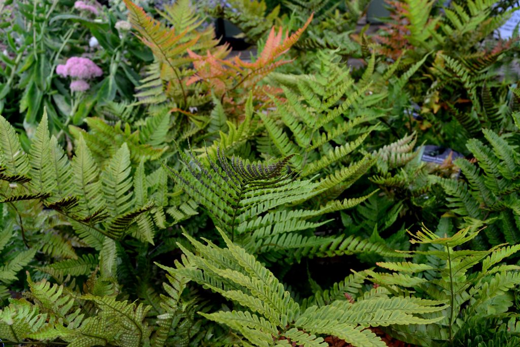 Top 8 Foliage Plants for Gardens