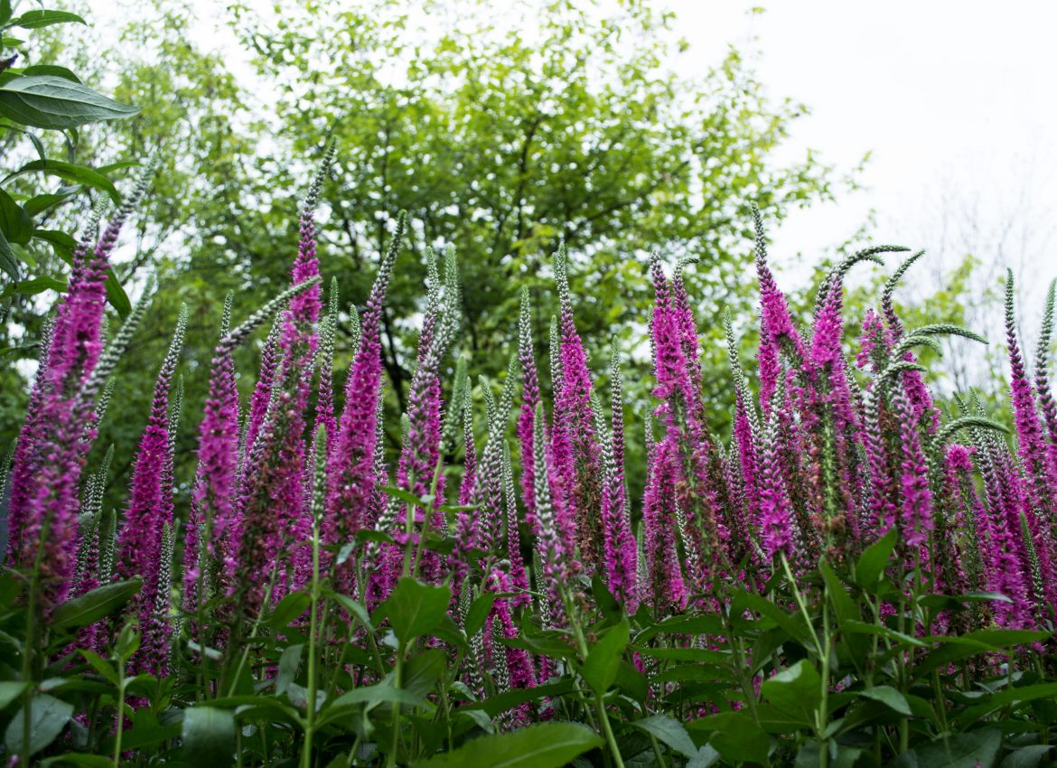 Summer Blooming Perennials