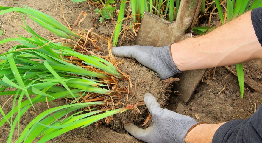 How to Divide Perennials