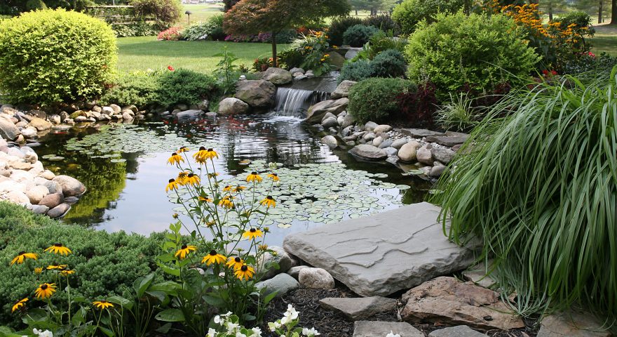 Dive into Aquatic Plants