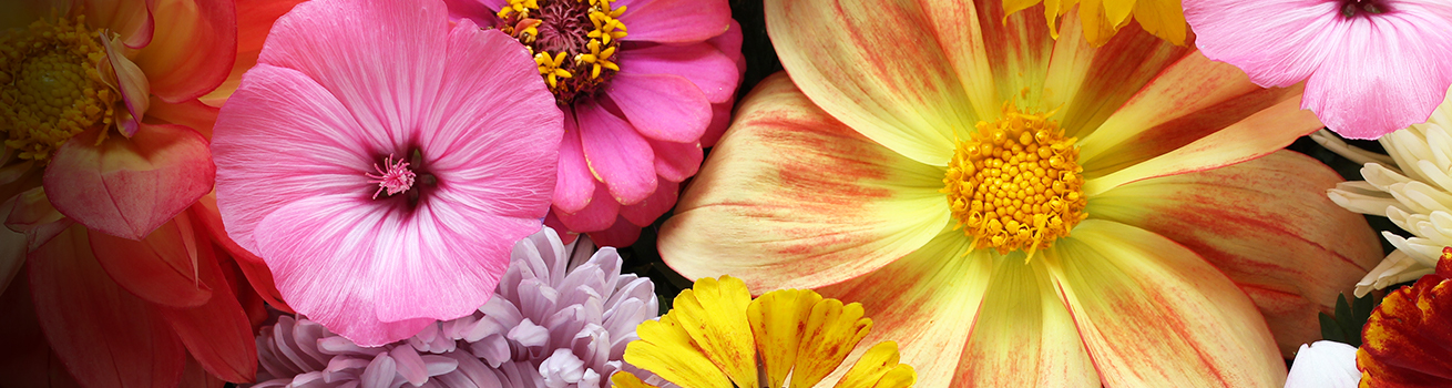 Sheridan Nurseries hero banner