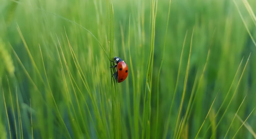 Integrated Pest Management