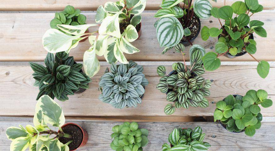 2022 IS THE YEAR OF THE PEPEROMIA
