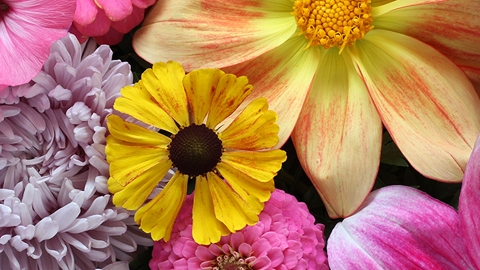 Sheridan Nurseries hero banner