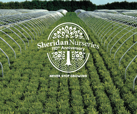 110 years nobile banner