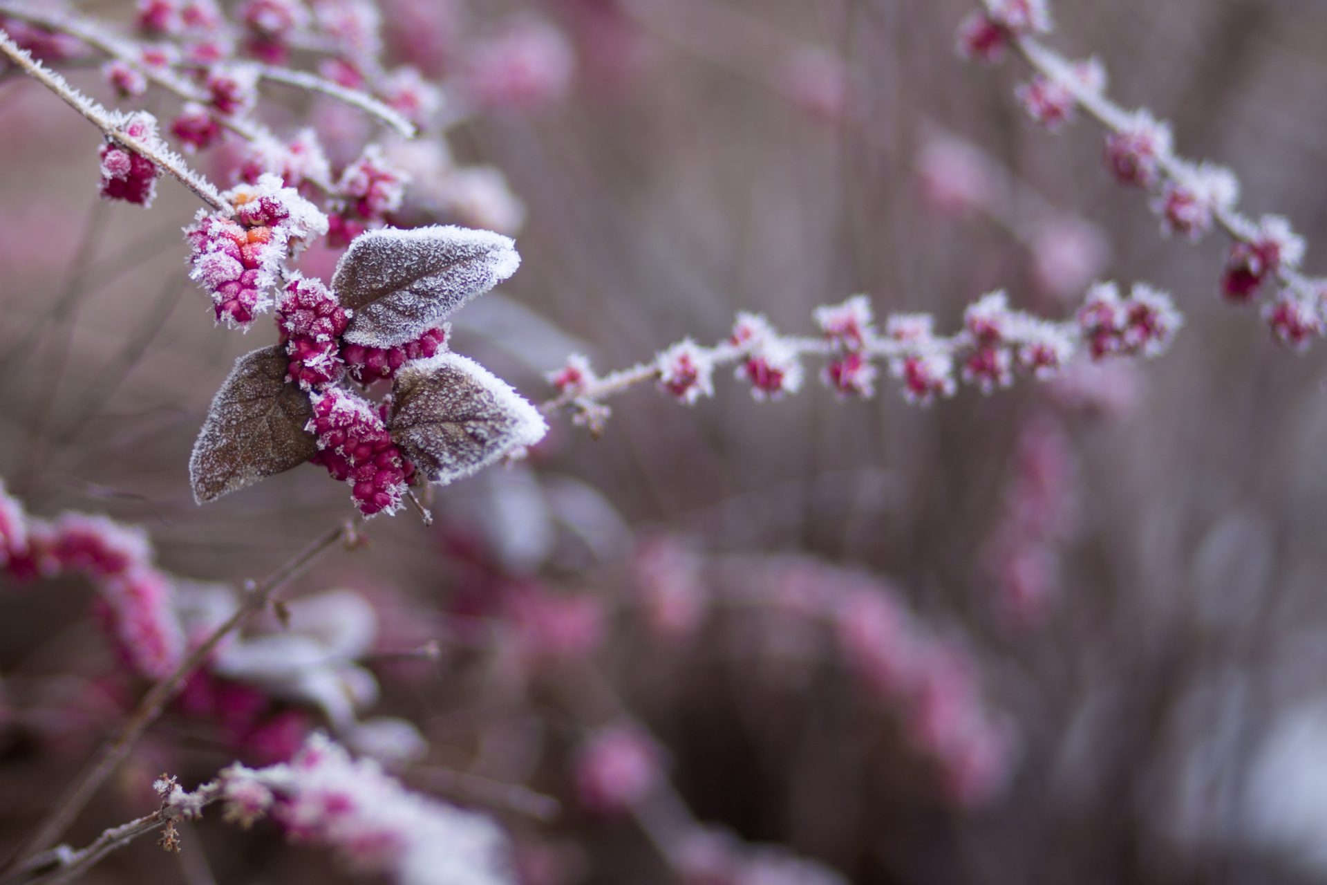 Frosted plant