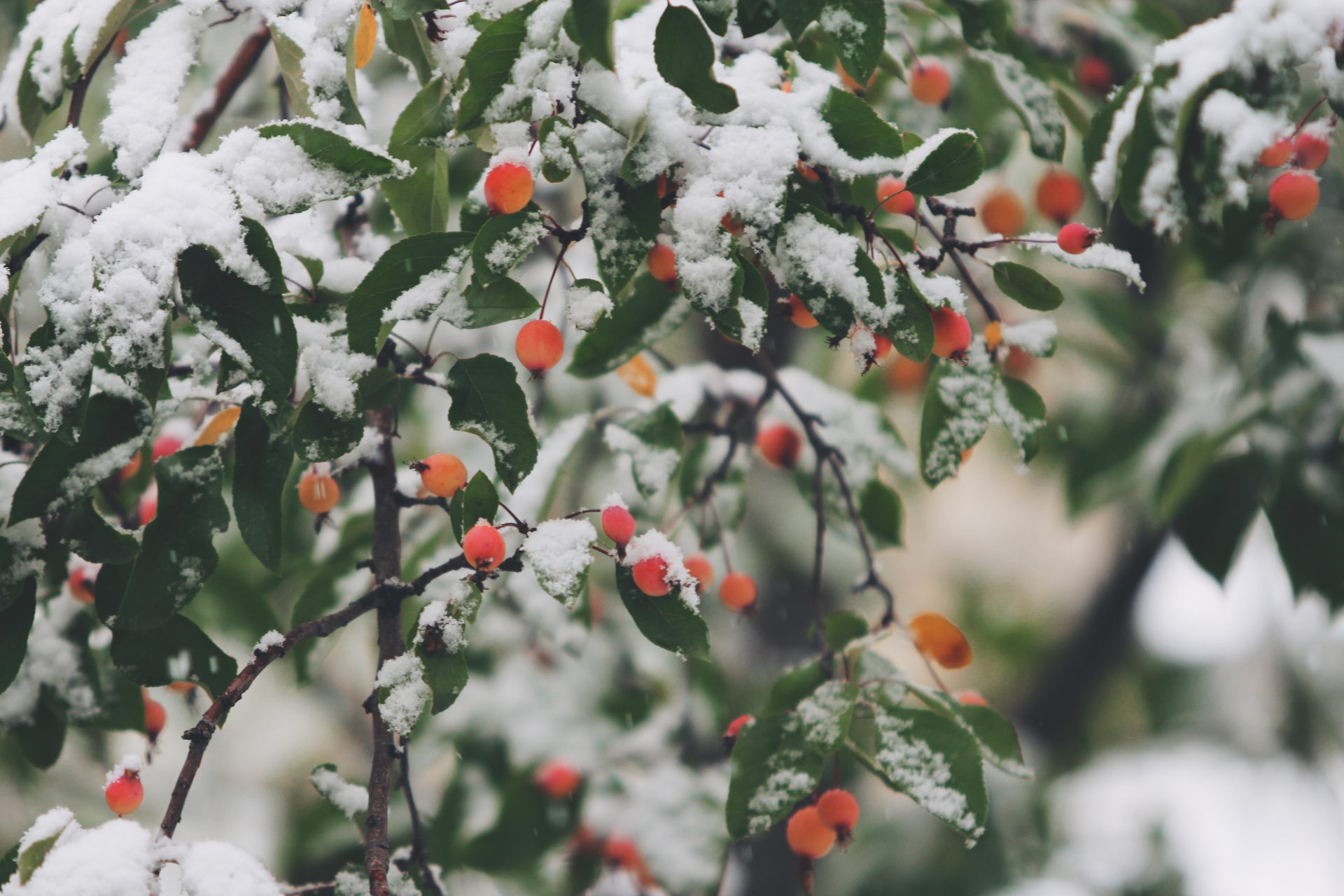 berry plants with snow