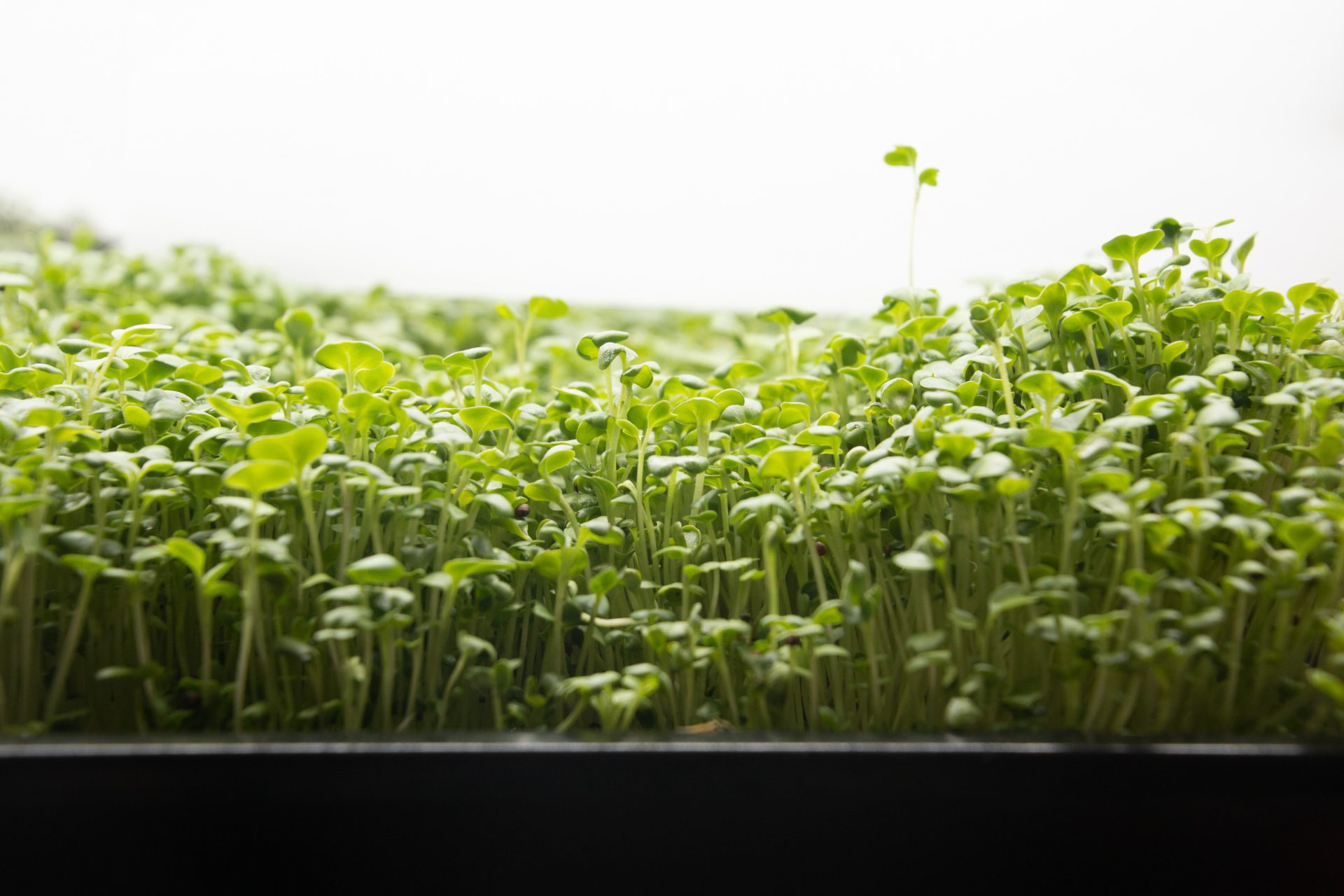 Broccoli microgreens