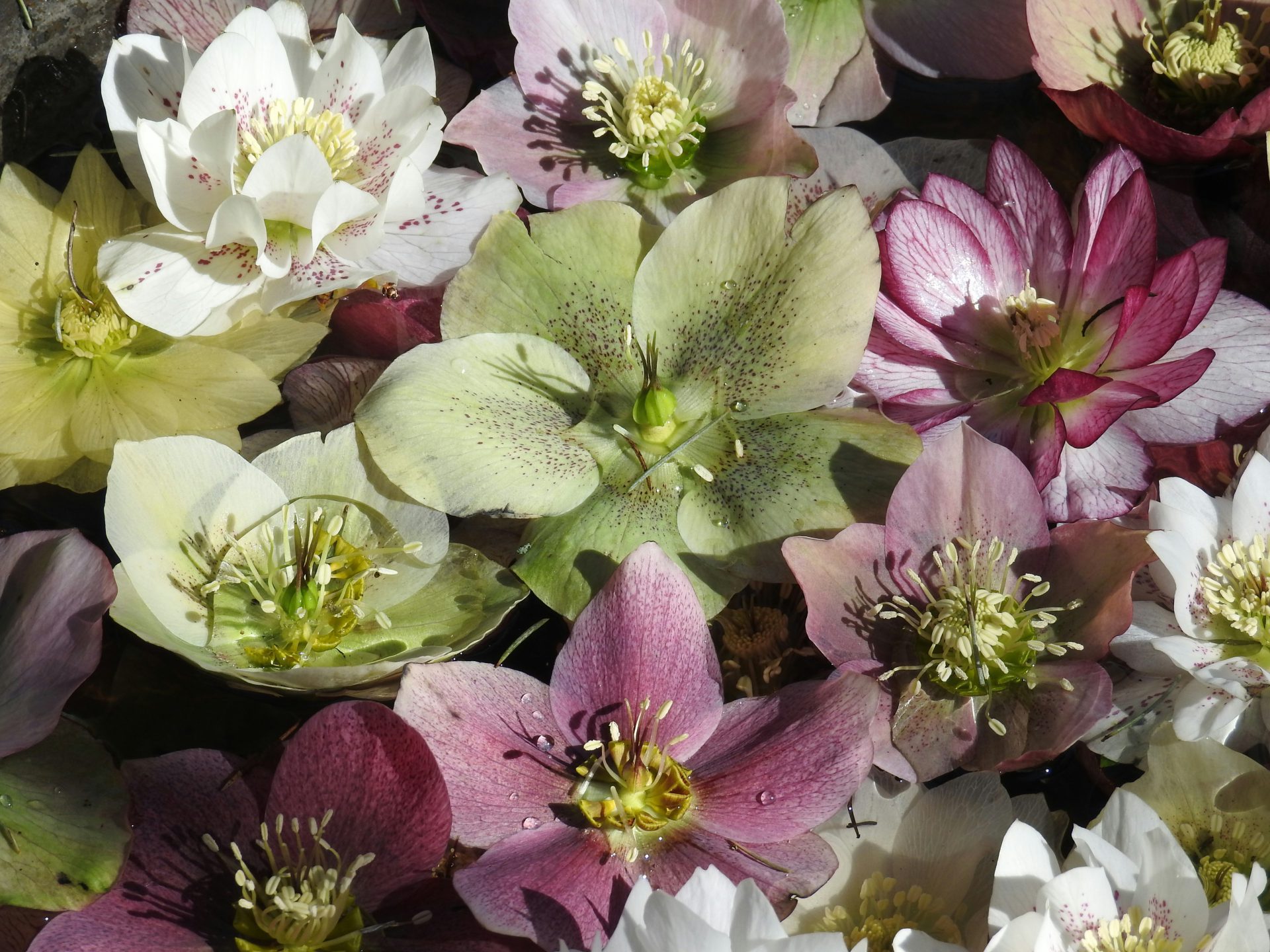 Hellebores
