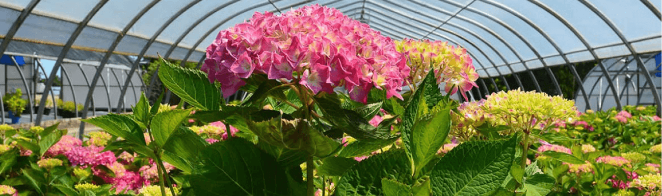 Ourassortment Header Banner