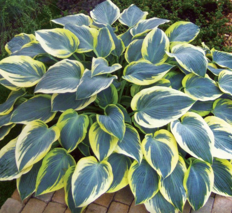Search Results Sheridan Nurseries